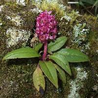 Phytolacca bogotensis image