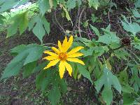 Tithonia diversifolia image