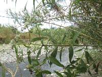 Austroeupatorium inulifolium image