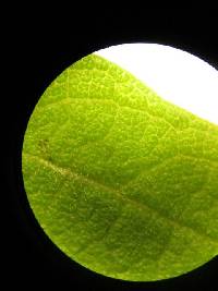 Austroeupatorium inulifolium image