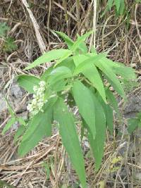 Austroeupatorium inulifolium image