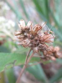 Austroeupatorium inulifolium image