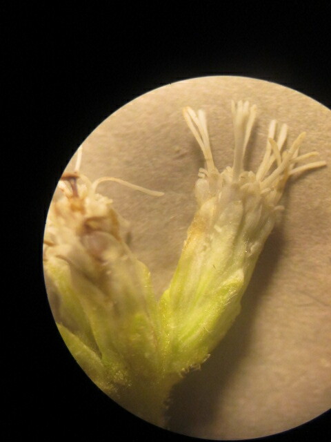 Austroeupatorium inulifolium image