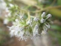 Austroeupatorium inulifolium image