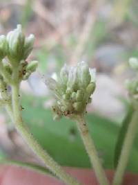 Austroeupatorium inulifolium image