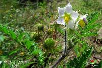 Solanum sisymbriifolium image