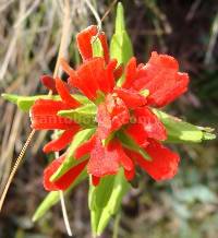 Image of Castilleja fissifolia