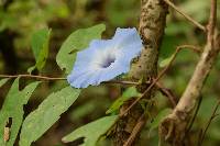 Ipomoea regnellii image