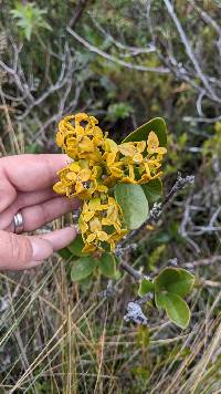 Gaiadendron punctatum image