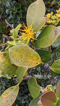 Gaiadendron punctatum image