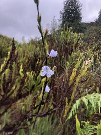 Orthrosanthus chimboracensis image