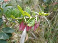 Macleania salapa image