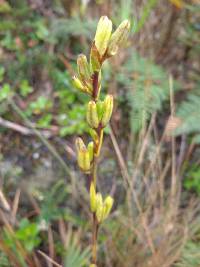 Orthrosanthus chimboracensis image