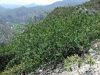 Parkinsonia praecox image