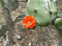 Opuntia quitensis image