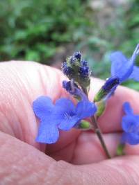 Salvia scutellarioides image