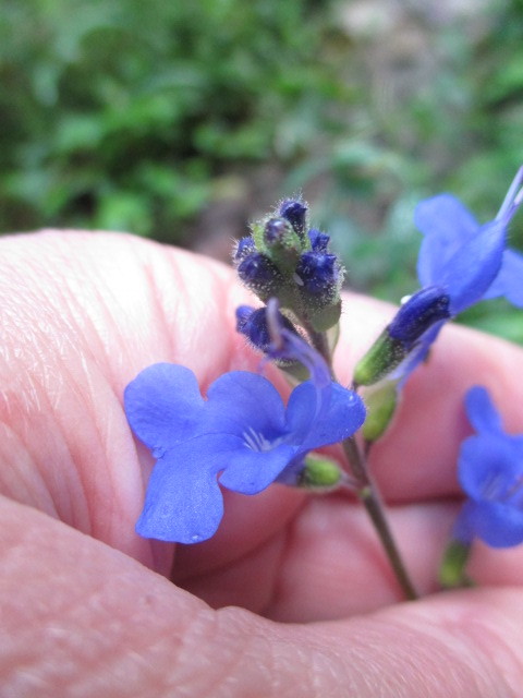 Salvia image