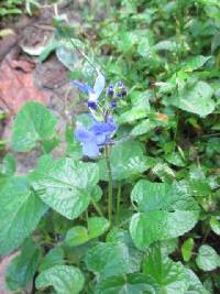 Salvia scutellarioides image