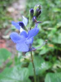 Salvia scutellarioides image