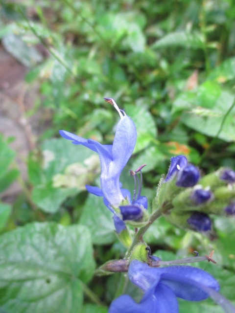 Salvia scutellarioides image