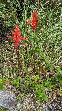 Pitcairnia pungens image