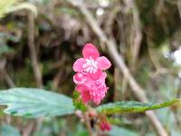 Begonia urticae image