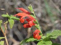 Salvia squalens image