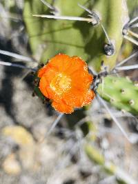 Opuntia soederstromiana image