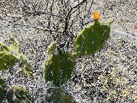 Opuntia soederstromiana image