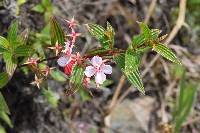 Monochaetum lineatum image