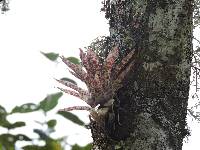 Tillandsia biflora image