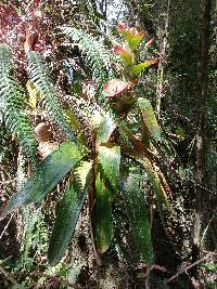 Guzmania gloriosa image