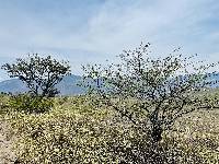 Vachellia macracantha image