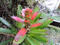 Guzmania gloriosa image