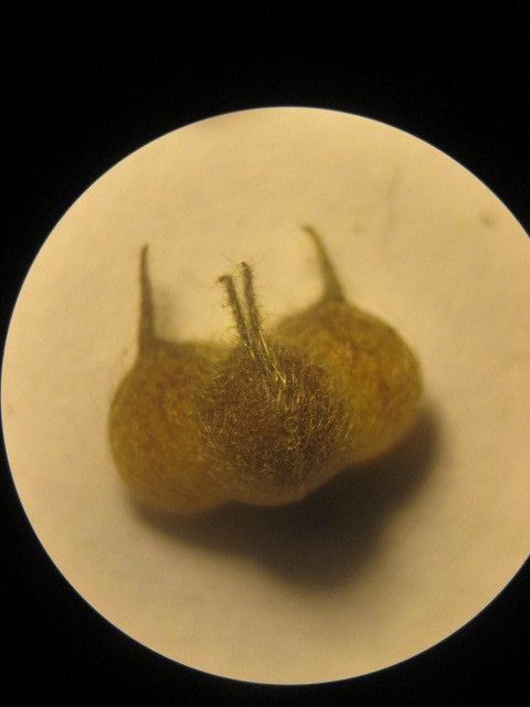 Abutilon bivalve image