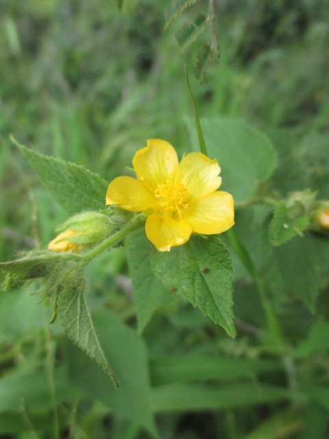 Abutilon bivalve image