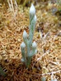 Lycopodium vestitum image