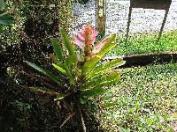 Guzmania gloriosa image