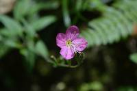 Oenothera rosea image