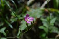 Oenothera rosea image