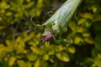 Tillandsia biflora image