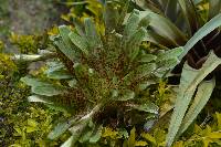 Tillandsia biflora image