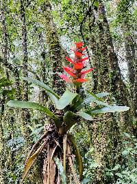 Guzmania gloriosa image