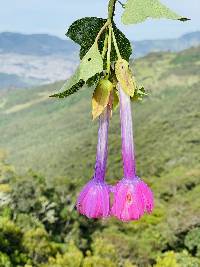 Passiflora cumbalensis image