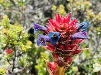 Puya eryngioides image