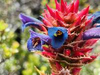 Puya eryngioides image