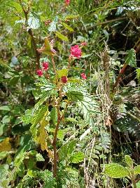 Begonia urticae image