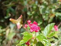 Begonia urticae image