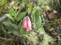 Macleania salapa image