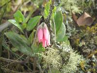 Macleania salapa image